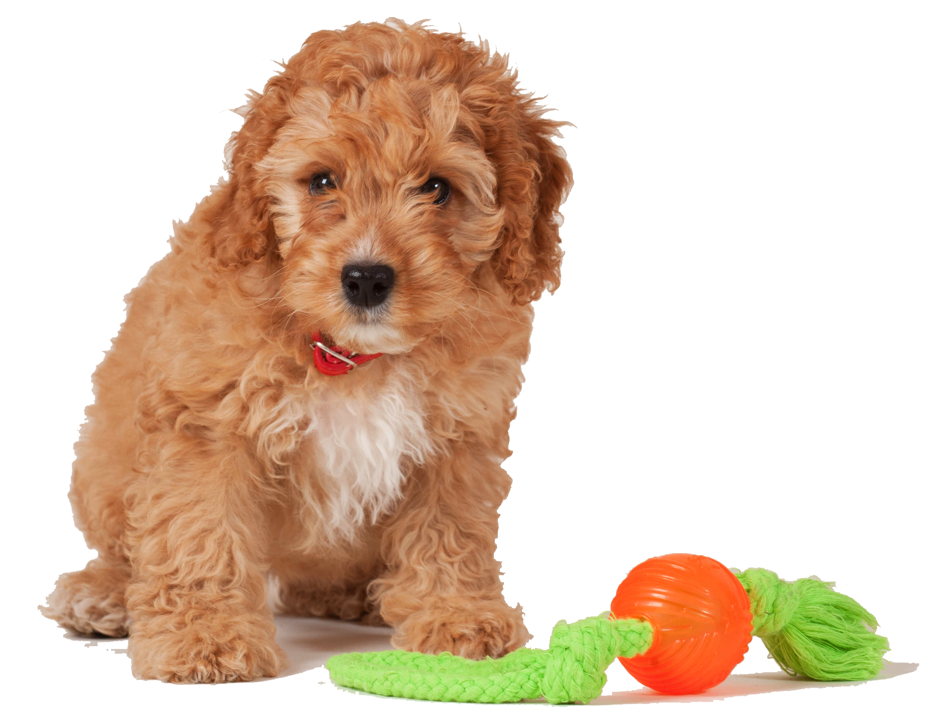 Dog Training Classes in Birmingham